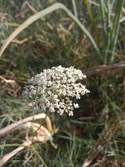 carrot flower or carrots flowering or daucus carota flower in the garden. Carrot flat white umbels. Carrot flower pattern