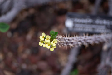 Naklejka premium ハナキリンの黄色い花
