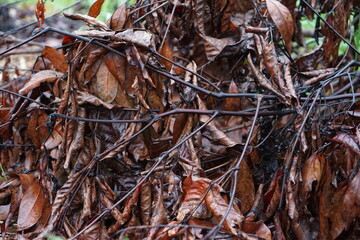 photo of dry leaves wet by rainwater, wet brown leaves.