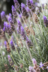 Imagem vertical de flores de lavanda