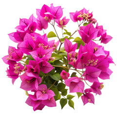 Bougainvillea flower isolated on transparent background