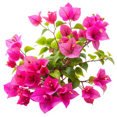 Bougainvillea flower isolated on transparent background