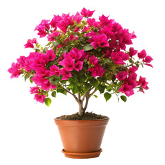 Bougainvillea flower isolated on transparent background