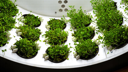 Close up of industrial spinning farm for germination of microgreens. Media. Rows of small...