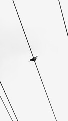 Abstract and minimalist Dove (Bird) sitting on a powerline. Cheney, Washington