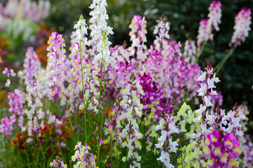 Obraz premium Linaria flower in the garden