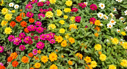 Zinnia flower in the garden