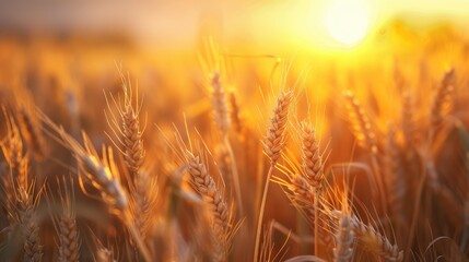 Mature wheat under the setting sun s glow
