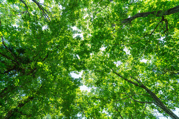 爽やかな新緑を見上げたイメージの背景素材