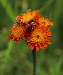 An adult Margined Calligrapher (Toxomerus marginatus) fly perched on the flower of an invasive Orange Hawkweed (Pilosella aurantiaca) in Ohio.  It is a type of hoverfly.  Adults pollinate flowers.
