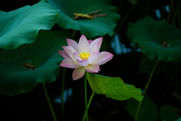 pink water lily