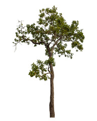 Green tree isolated on transparent background with clipping path and alpha channel.