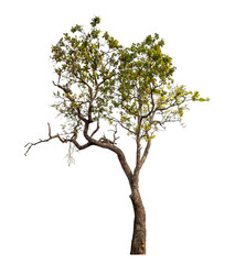 Obraz premium Tree isolated on transparent background with clipping path and alpha channel.