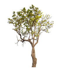 Tree isolated on transparent background with clipping path and alpha channel..