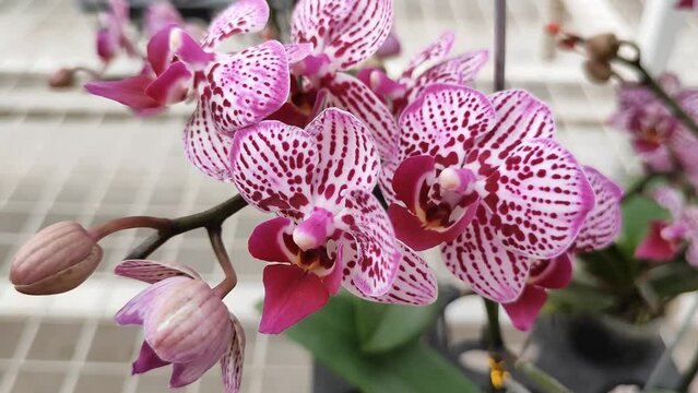 Phalaenopsis aphrodite with pink and white pettern. Also known as: Moth orchid. Aphrodite's phalaenopsis is a Northeast and Southeast Asia native plant