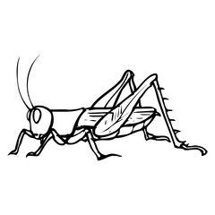 grasshopper sketch illustration