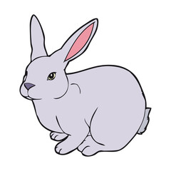 rabbit vector illustration isolated on white background
