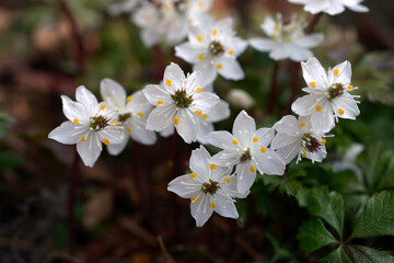 ヒュウガオウレン