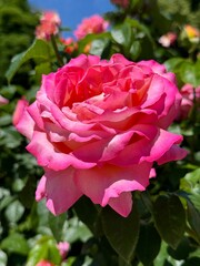 Beautiful rose pink tea rose flower.