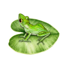 Funny green frog sitting on a water lily leaf. Watercolor painted illustration. Hand drawn cute amphibian. Green cute frog perched on a water plant leaf element. Isolated on white background