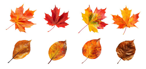 Fototapeta premium set autumn leaves on white background, clip art. cut out.