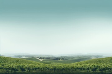 Obraz premium Vineyard countryside vegetation landscape.