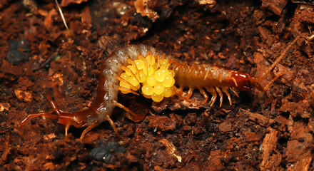 Female Eastern Red Centipede (Scolopocryptops sexspinosus) found under a log.  She is curled around her eggs to protect them from predators. Seen in Ohio.