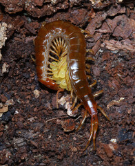 Eastern Red Centipede (Scolopocryptops sexspinosus) found under a log protecting its yellow eggs in North America. 