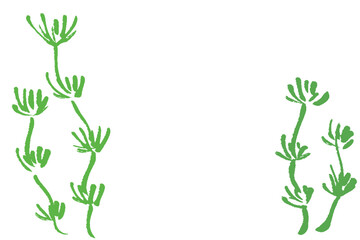 筆タッチのシンプルなマツモのイラスト