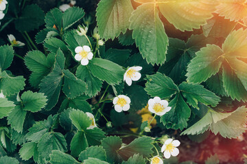 Blooming strawberry bushes close -up under sunlight.