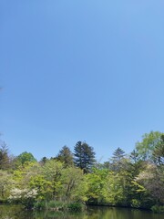 軽井沢の春の木立と青空
