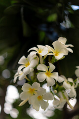White plumeria flowers are blooming