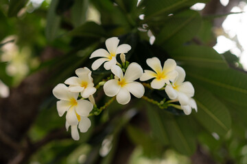White plumeria flowers are blooming