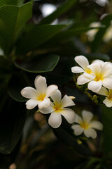 White plumeria flowers are blooming