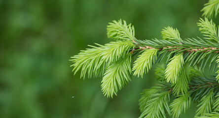 Close-up of young green pine tree branch in natural environment