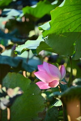 Lotus flowers, revered in Taiwanese culture and religion, embody purity, wisdom, and tranquility. Their vibrant blooms amidst tranquil ponds offer a respite from summer's heat.