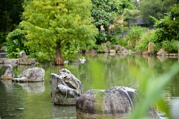 In the tranquil ambiance of a summer evening, a park pond adorned with stones reflects the beauty of several cypress trees, creating a harmonious and picturesque scene.