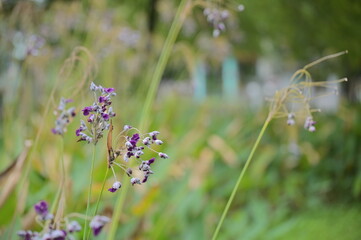 Thalia is a vibrant ornamental plant with colorful leaves, commonly used in landscaping and indoor décor. A perennial herb from the tropical Americas, is popular in gardens, parks, and indoor.