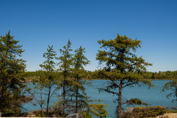 trees on the lake