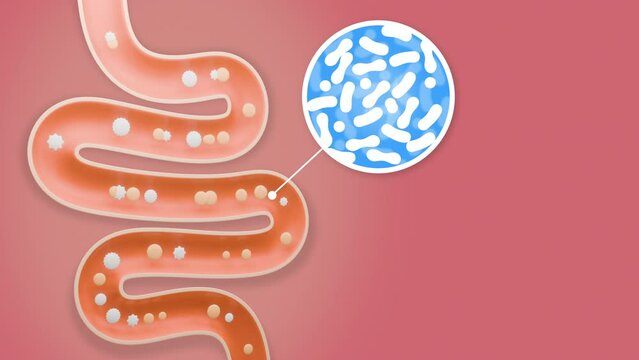 Lactic acid bacteria are seen enlarged as part of the process of food flowing out of the large intestine, 3D motion