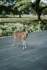 Deer grazing at the Bogor Presidential Palace, highlighting the peaceful coexistence of wildlife and historical architecture. Perfect for showcasing Indonesian heritage, nature, and cultural sites.
