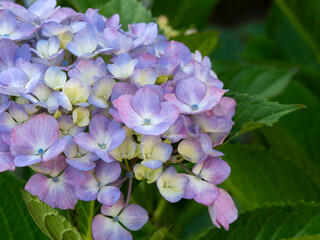 公園に咲いた紫色の紫陽花の花