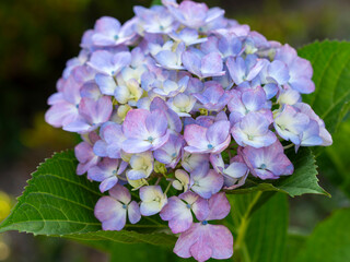 公園に咲いた紫色の紫陽花の花