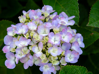 公園に咲いた紫色の紫陽花の花