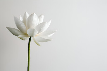 Elegant White Lotus Blossom