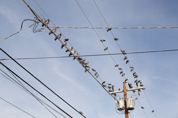 Pigeons perched on overhead power lines