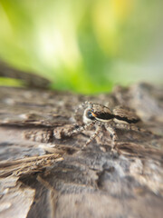 Close-up portrait of a jumping spider (Marpissa muscosa) sitting on wood