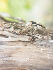 Close-up portrait of a jumping spider (Marpissa muscosa) sitting on wood