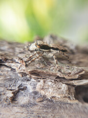 Close-up portrait of a jumping spider (Marpissa muscosa) sitting on wood