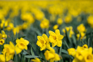 Obraz premium Closeup of classic bright yellow daffodil flowers growing in a field, Skagit County, Washington State 